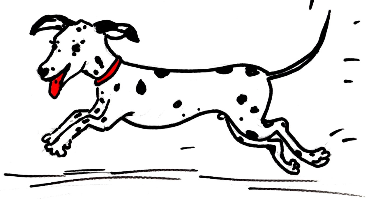 Bailey's Dog Walking